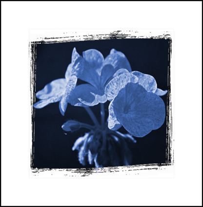 Ken Hugill - Flowers